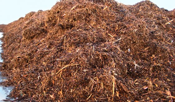 Vantagens e desvantagens da energia gerada pela biomassa